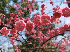 -秋霞圃
