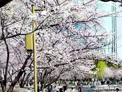 -西北湖绿化广场