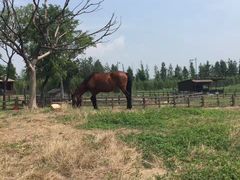 -田园东方蜜桃村的田野营地