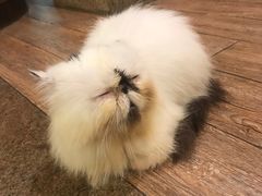 -more than meow吴止猫主题餐厅(承德 中船汇店)