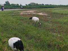 -盐城丹顶鹤湿地生态旅游区