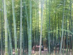 -龙寺生态园