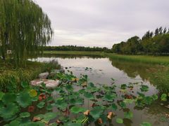 -武清南湖绿博园