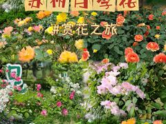 -昆山城市生态森林公园