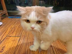 -志龙皇冠吃货椰子铺