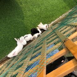 -萌宠亲子动物乐园(槐房万达店)