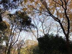 -青枫公园