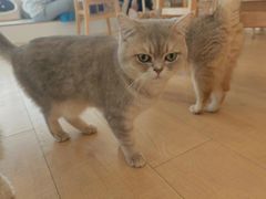 -Let's go狗咖·猫咖·奶狗·桌游(春熙路IFS店)