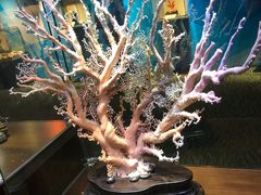 -绮丽珊瑚(台北101旗舰门市店)