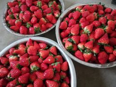 -胜丰草莓采摘园