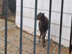 -青藏高原野生动物园