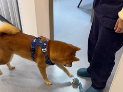 -宠物星动物医院·眼科·异宠·猫科(江南大道总院)