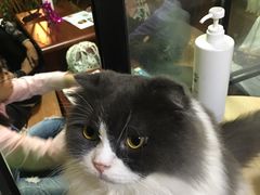 -李小姐の猫咖啡馆(五角场店)