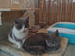 -1013 PET SHOP 宠物商店(近铁城市广场店)