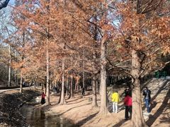 -白水寺森林公园