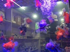 -中环花鸟鱼虫市场