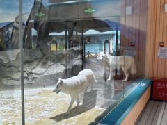 -海合安成都极地海洋公园