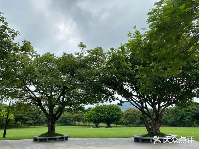 大沙河公园图片