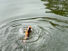 -酷鱼垂钓CLUB(朝阳区博大路店 )