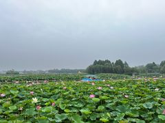 -白洋淀风景区