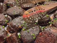 煎老蒙古血肠-九十九顶毡房(阜石路店)