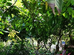 -呀路古热带植物园