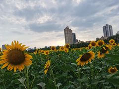 -咸阳湖景区-古渡公园