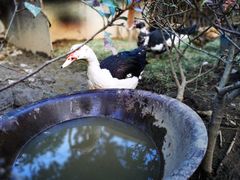 -鹿亭中村