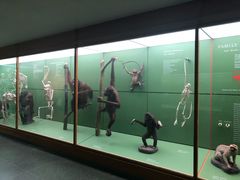 -美国自然历史博物馆