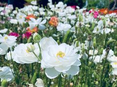 -上海鲜花港