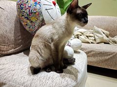 -藏猫猫咖啡主题馆(中央大道店)