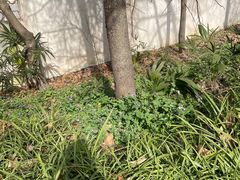 -小龙大肉面馆