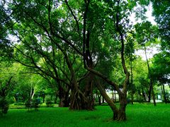 -王借岗森林公园