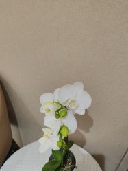 -广东韩妃整形外科医院