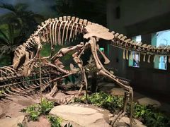 -自贡恐龙博物馆