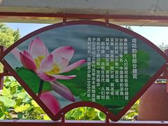 -莲花池公园