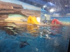 -海合安武汉极地海洋公园