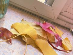 -三里屯东五街银杏大道