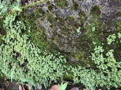 -紫海香堤香草艺术庄园