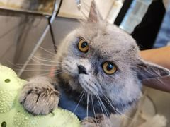 -PETKIT 小佩宠物·低压洗护·美容·寄养(安远店)