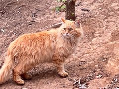 -北京西山国家森林公园