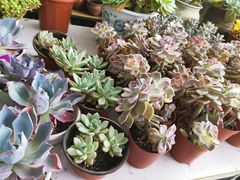 -金科花卉市场