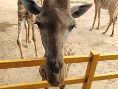 -西霞口神雕山野生动物世界