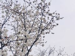 -顾村公园