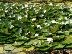 -长白岛森林公园