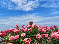 -鹅湖玫瑰文化园