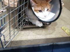 -伟伟宠物医院·CT影像中心·瑞派犬猫综合性门诊(汉口总院)