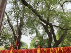 -大槐树寻根祭祖园