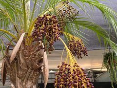 -三圣花乡旅游区