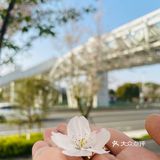 又是一年樱花季🌸